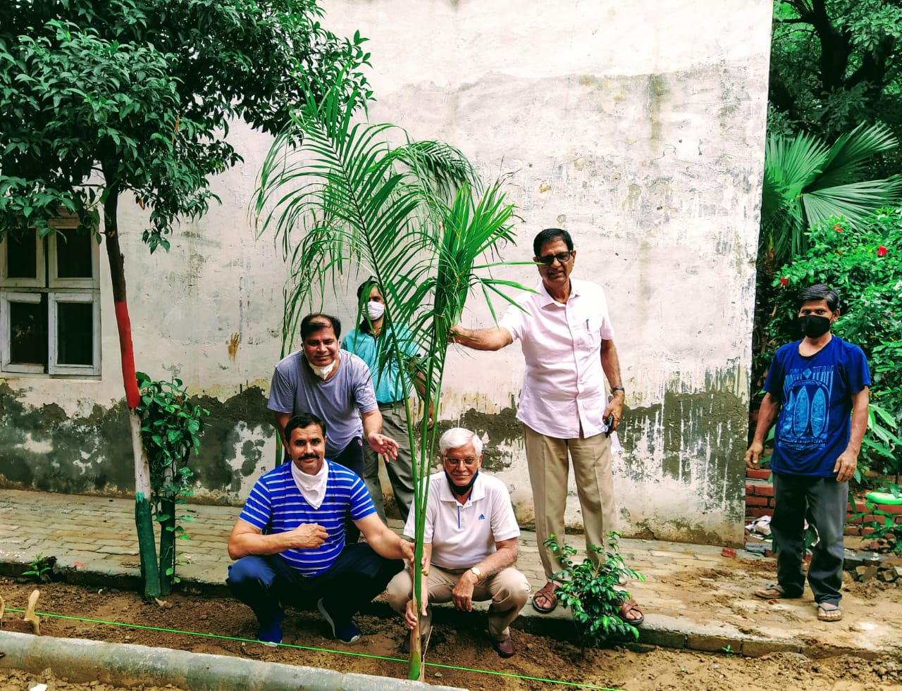 tree plantation