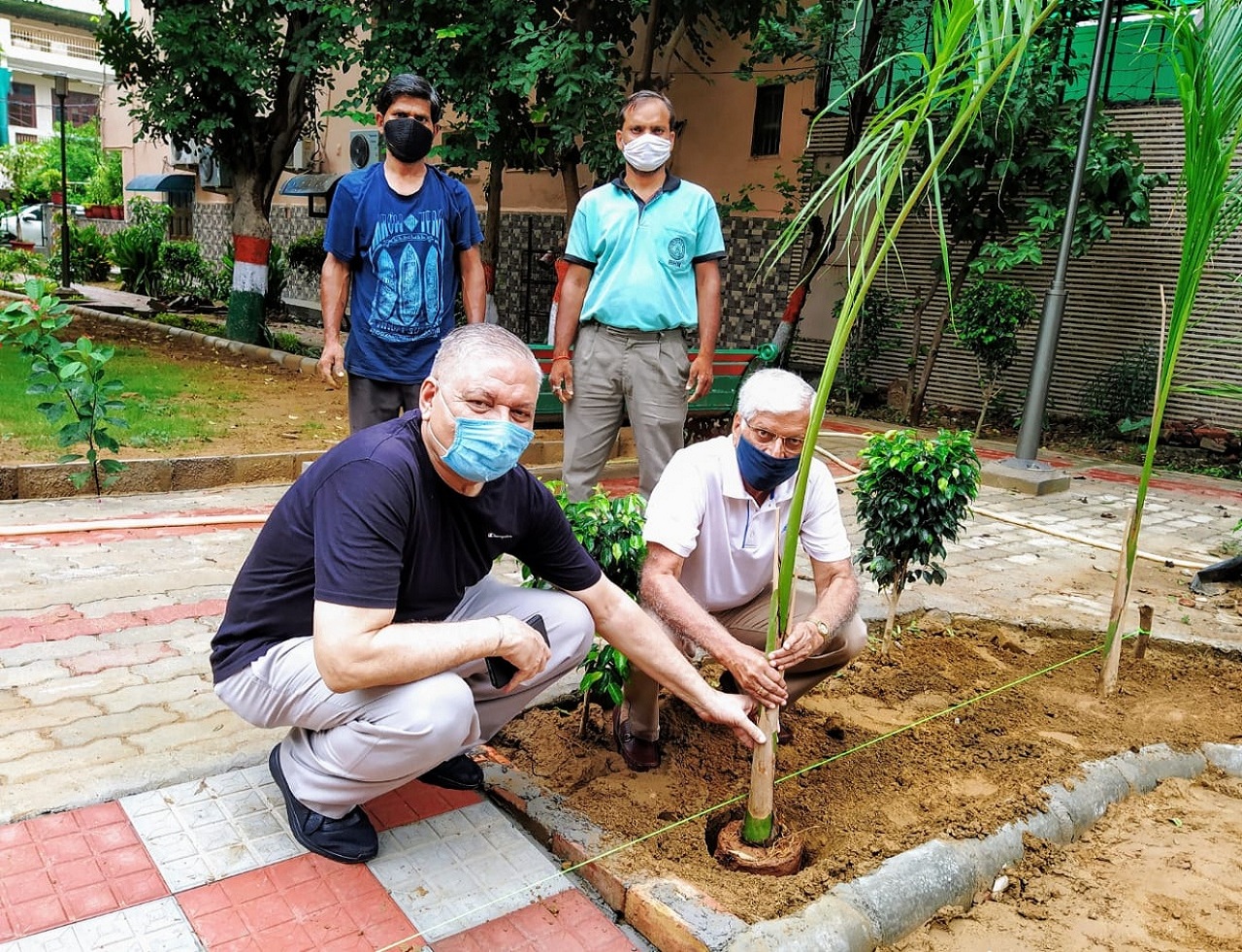 tree plantation