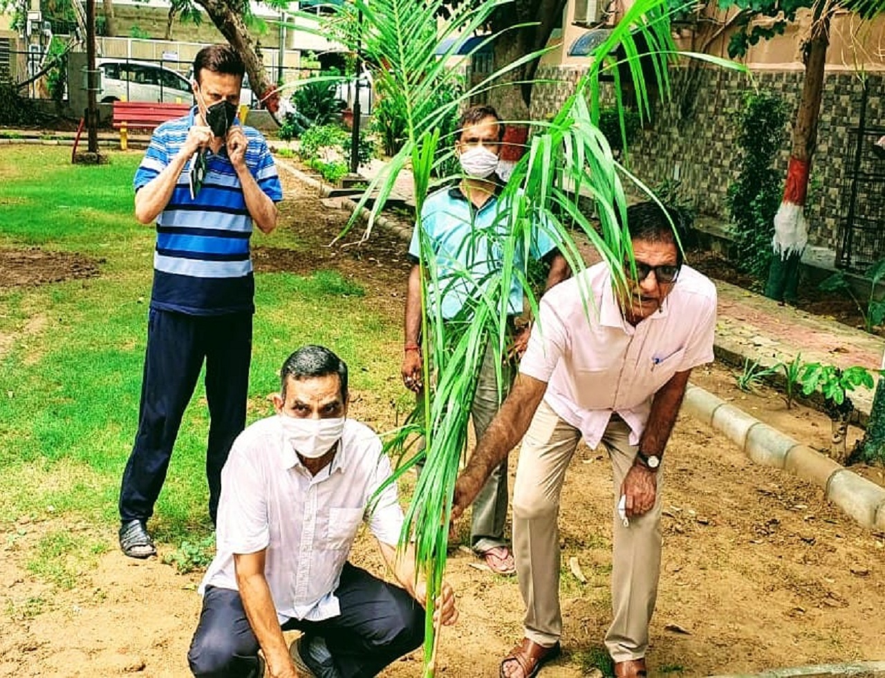 tree plantation